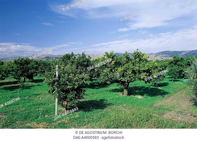 Orange grove, Val d'Agri, Basilicata, Italy
