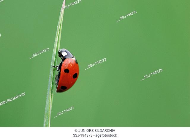 Seven-spot Ladybird, Sevenspot Ladybird, 7-spot Ladybird (Coccinella septempunctata) on a blade of grass