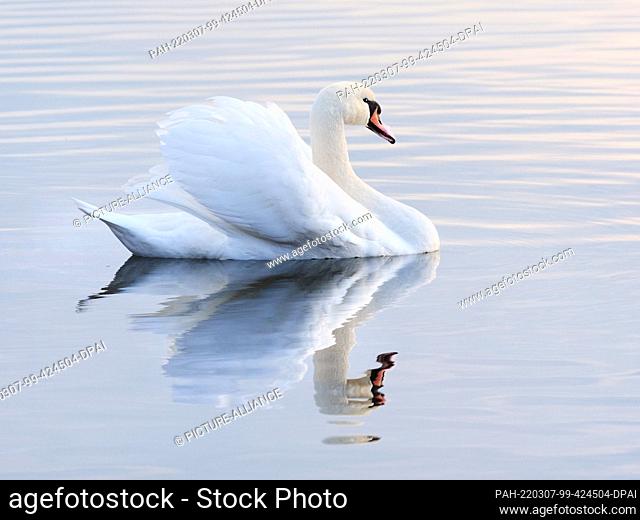 05 March 2022, Brandenburg, Trebbin: 05.03.2022, Trebbin. A mute swan (Cygnus olor) swims on the Blankensee, reflecting in the water surface