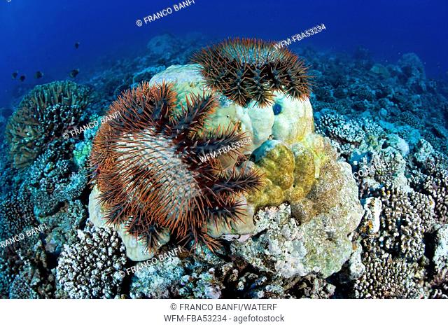 Crown-of-Thorns Starfish feeding on Coral, Acanthaster planci, Moorea, French Polynesia