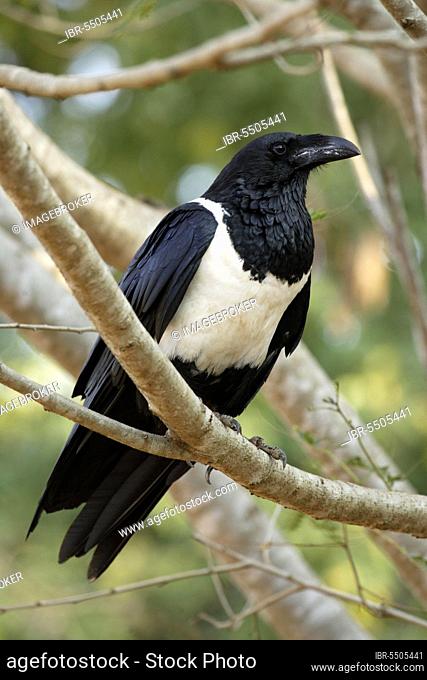 Magpie crow, pied crow (Corvus albus), Madagascar, Africa