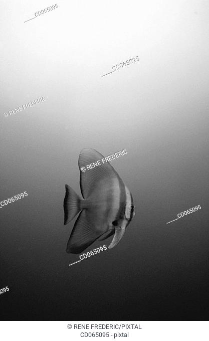 Orbicular Batfish (Platax orbicularis). Palau Island. Micronesia