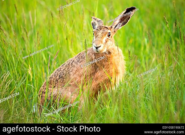 Cute brown hare, lepus europaeus, hiding in green grass and facing camera on spring meadow. Adorable wild animal with long ears watching in summer from low...