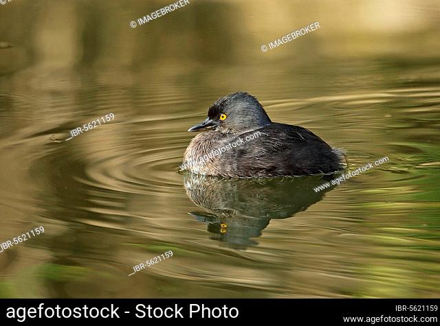 Little Grebe (Tachybaptus dominicus dominicus) adult, swimming in water tank, Marshall's Pen, Jamaica, Central America