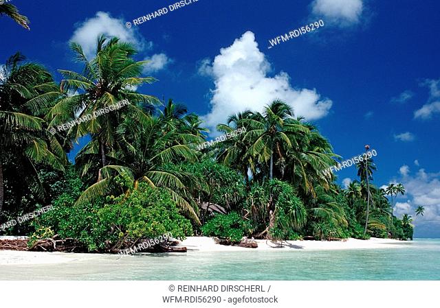 Dream Beach on Maldives, Indian Ocean, Medhufushi, Meemu Atoll, Maldives