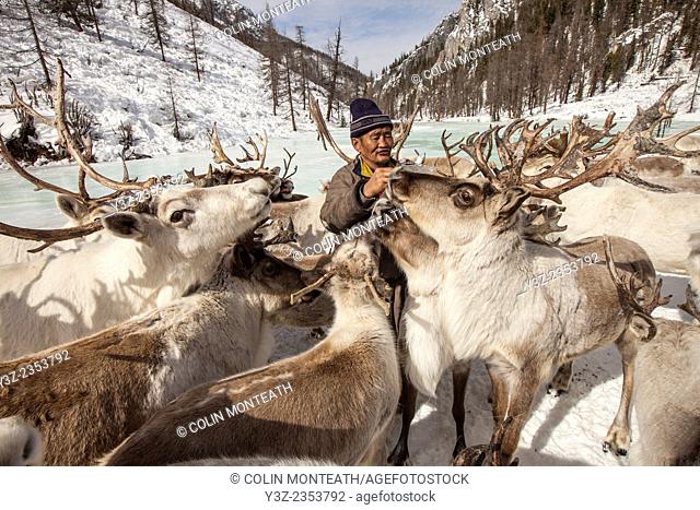 Tsataan reindeer herder gives salt to reindeer after long winter without salt in Hunkher mountains, northern Mongolia