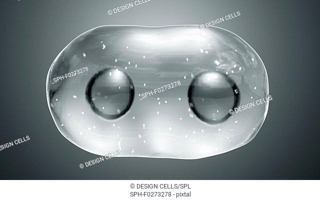 Animal cell during cytokinesis (cell division), illustration
