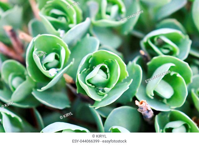 Texture of small, unblown green plants, sedum flowers with stems and dew drops, vegetable background