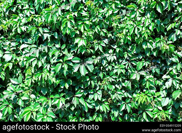 Green leaves as natural background in summer