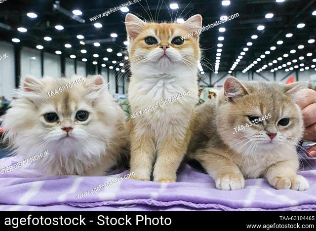 RUSSIA, ST PETERSBURG - OCTOBER 7, 2023: British Shorthair kittens are on display at the City of Dogs + World of Cats pet exhibition at the Expoforum convention...