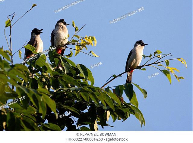 Sooty-headed Bulbul Pycnonotus aurigaster klossi three adults, perched in tree, Northern Thailand, november