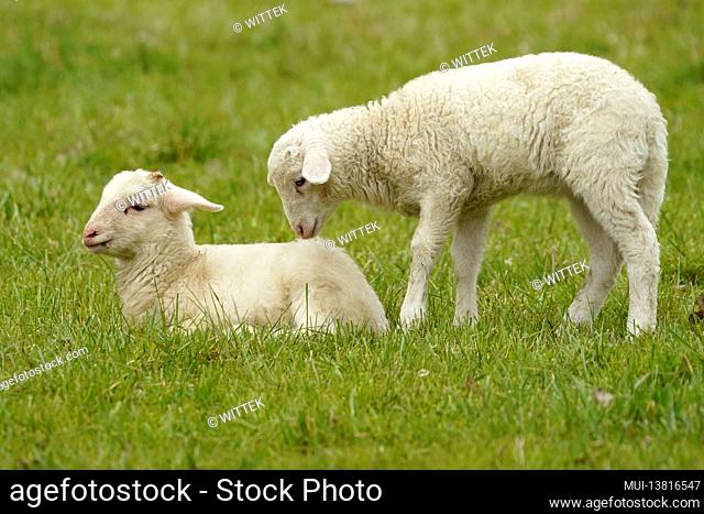 Forest sheep (Landschafrasse, domestic sheep breed) lambs on a pasture, Germany
