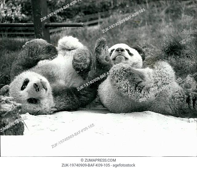 Sep. 09, 1974 - Giant Pandas Ching-Ching and Chia-Chia at the London Zoo: The Giant Pandas, Ching-Ching (female) Chia-Chia (male)