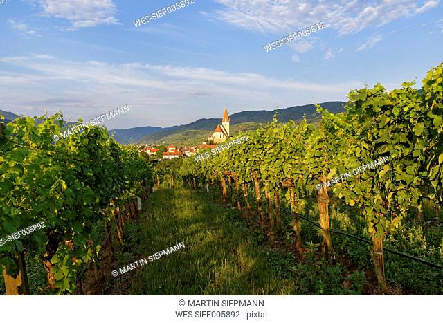 Austria, Lower Austria, Waldviertel, Wachau, Weissenkirchen in der Wachau, Vineyard