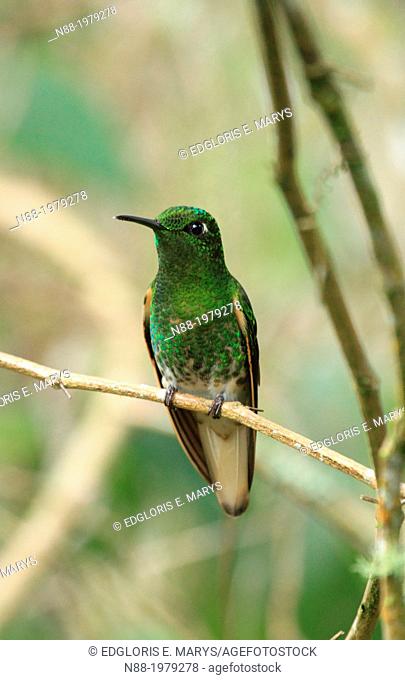 Buff-tailed Coronet hummingbird, San Eusebio Cloud Forest, Venezuela