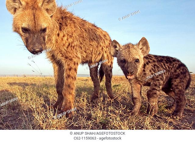 Spotted hyena (Crocuta crocuta) adolescent and curious pup -wide angle perspective-, Maasai Mara National Reserve, Kenya