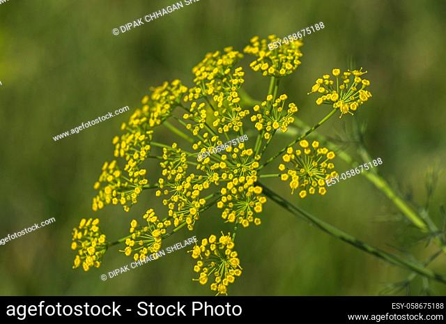 Flower of green dill (Anethum graveolens) grow in agricultural field