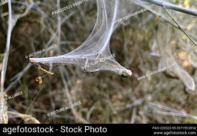 20 May 2022, Berlin: Webs of spider moths are seen on a tree in Treptower Park. In late spring, they can be seen in many places on woody plants