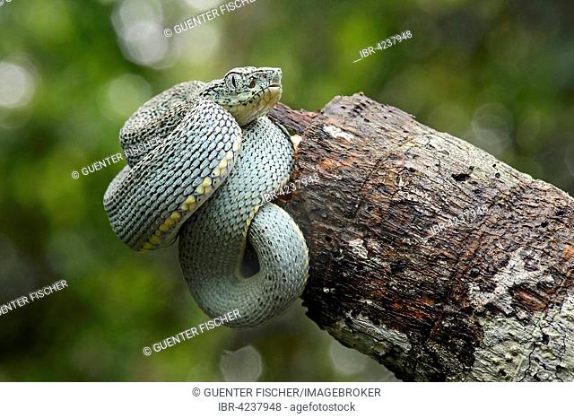 Two-striped forest-pitviper, also parrotsnake or Amazonian palm viper (Bothriopsis bilineata) offspring, poisonous, family of vipers (Viperidae)