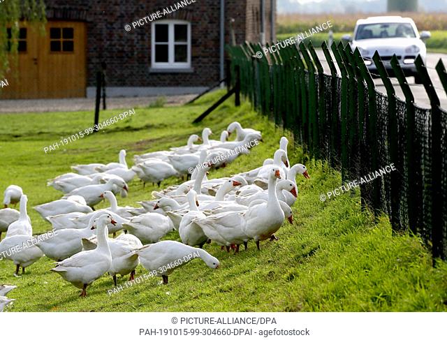15 October 2019, North Rhine-Westphalia, Geldern: The free-range geese of farmer Georg Aengenheister graze on the fence. Thanks to a sprinkler system for the...
