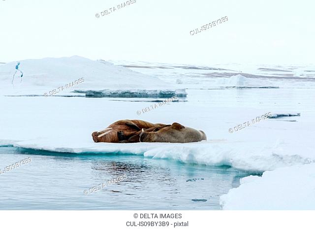 Atlantic walrus (Odobenus rosmarus) lying on iceberg, Vibebukta, Austfonna, Nordaustlandet, Svalbard, Norway