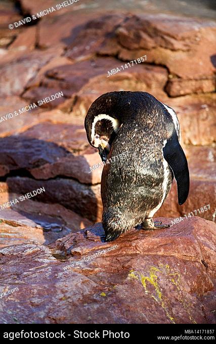 humboldt penguin (spheniscus humboldti) dressing up on a rock, captive, germany