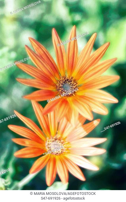 Orange Daisy Flower Duo. Osteospermum. November 2006, Maryland, USA