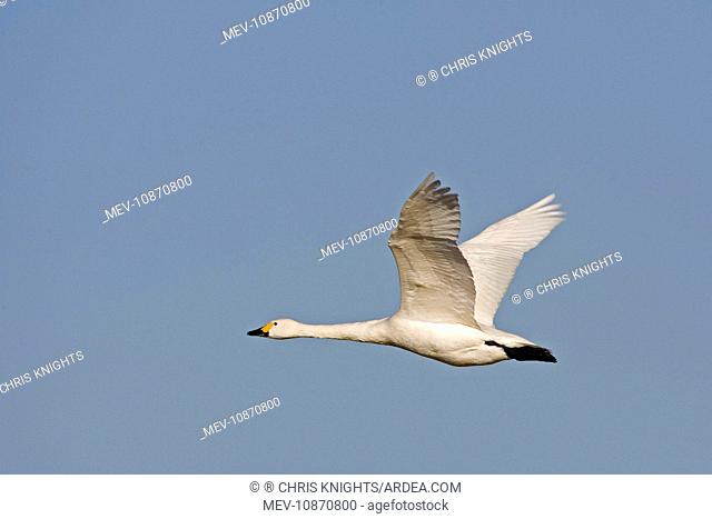 Bewick's Swan - single in flight (Cygnus columbianus)