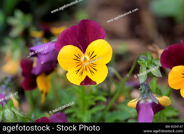 Pansy (Viola wittrockiana), in full bloom, Bavaria, Germany, Europe