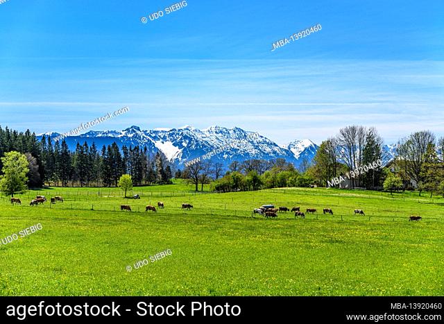 Germany, Bavaria, Upper Bavaria, Pfaffenwinkel, Obersöchering, district Abertshausen, spring landscape with herd of cows against Estergebirge