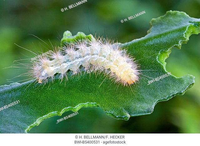 Buff Ermine Moth (Spilosoma lutea, Spilosoma luteum, Spilarctia lutea), caterpillar on an eroded leaf, Germany