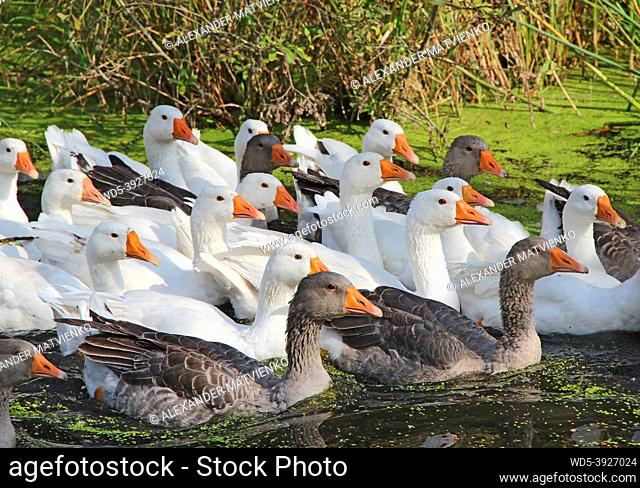 Geese swimming on rural pond. Flight of domestic geese swimming on river. Flock of white and grey geese swimming on pond