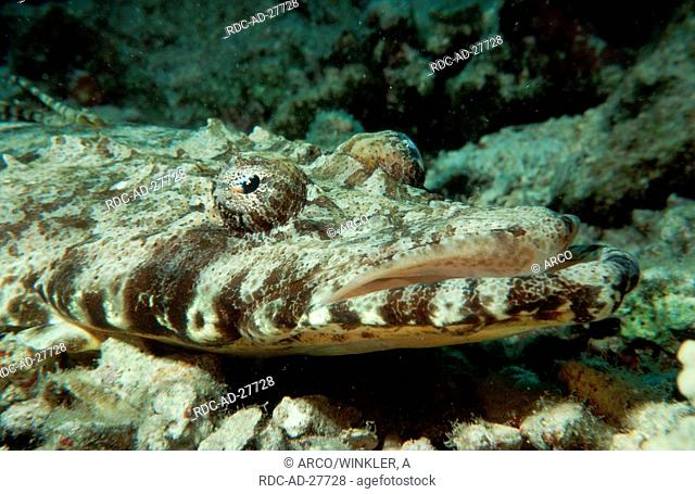 Flathead, Red Sea, Egypt, Cociella crocodila, Papilloculiceps longiceps