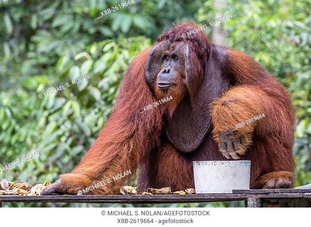 Reintroduced flanged male orangutan, Pongo pygmaeus, Camp Leakey, Tanjung Puting National Park, Borneo, Indonesia