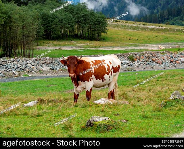 Bull on a mountain pasture