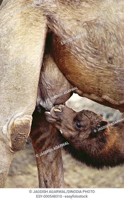 Camel calf drinking milk of camel