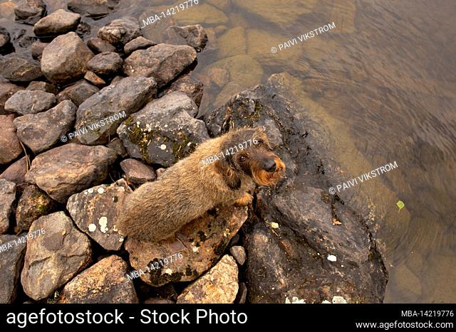 Wire-haired Dachshund surrounded by rocks, lakeshore, photographed from above, Finland