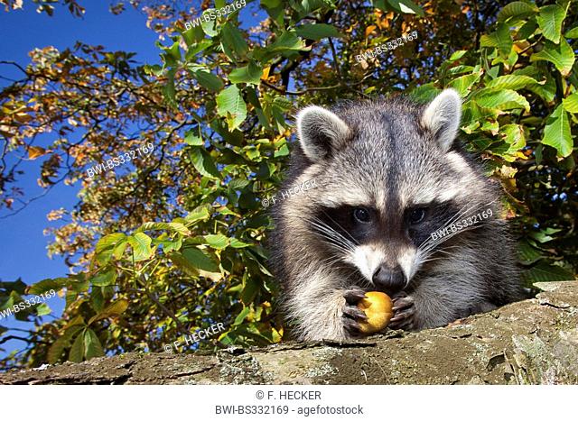 common raccoon (Procyon lotor), six month old male sitting in a chestnut tree trying to open a fruit, Germany