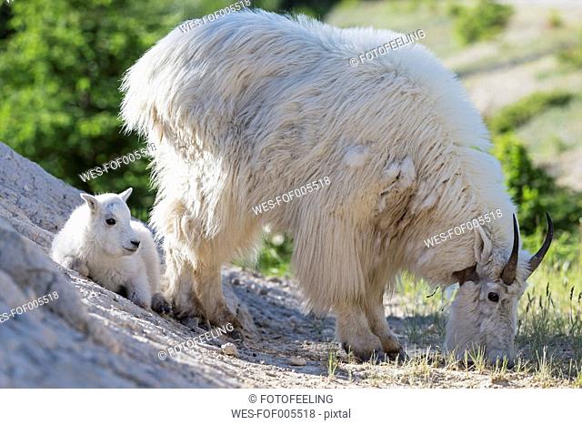 Canada, Alberta, Rocky Mountains, Jasper National Park, Banff Nationalpark, mountain goat (Oreamnos americanus) with child
