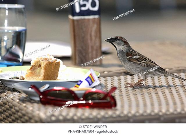 House Sparrow Passer domesticus - National Park Schiermonnikoog, Schiermonnikoog, Skiermûntseach, Wadden islands, Frisia, The Netherlands, Holland, Europe