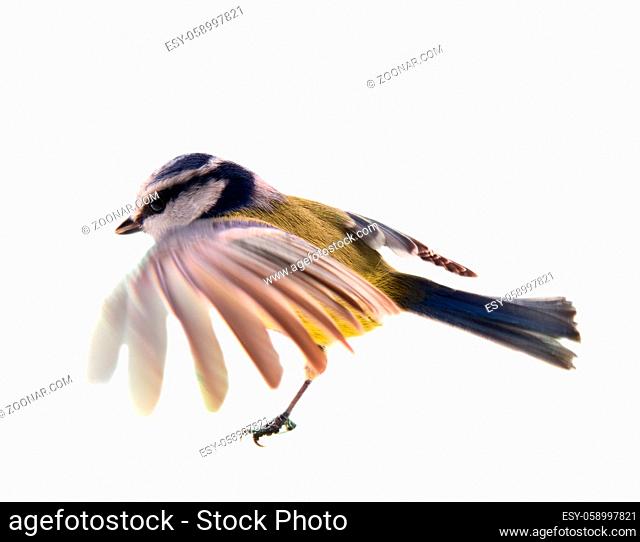 blue titmouse (Parus caeruleus) portrait at the time of takeoff. Isolated on a white background, close up