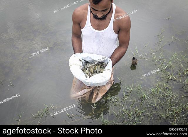 A man looks at harvested shrimps (Penaeus monodon) on a farm in an open sack, shrimps are farmed in the Ganges delta, Mongla, Sundarbans, Bangladesh, Asia