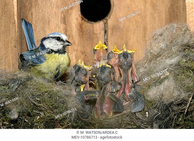 Blue Tit - at nest in nestbox with young (Cyanistes caeruleus)