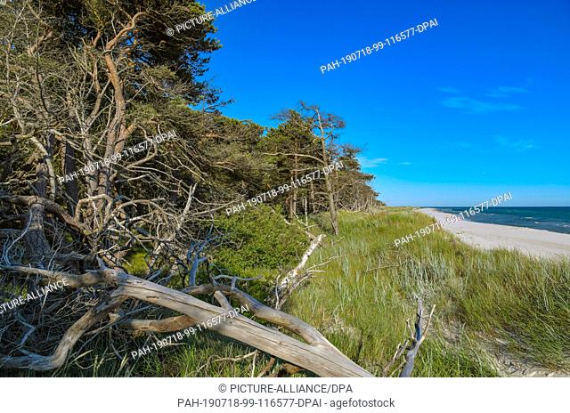 28 June 2019, Denmark, Dueodde: The coastal forest with the dunes at the southeast tip of the Danish Baltic Sea island. The beach in Dueodde is one of the most...