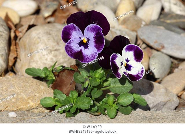 horned pansy, horned violet Viola cornuta, blooming