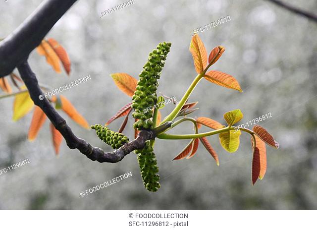 A flowering walnut tree