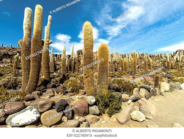 Group of Cacti in Bolvia