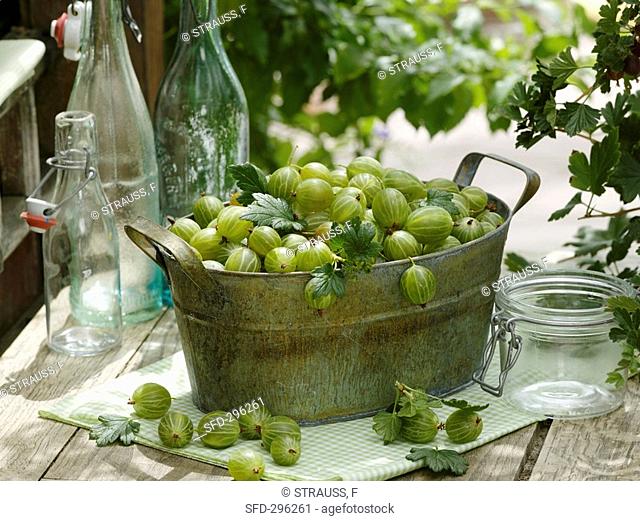 Green gooseberries in metal jardiniere, bottles and jars