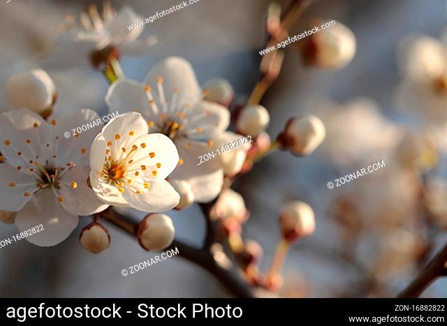 Spring flowers blooming on a tree