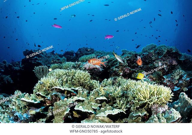 Coral Garden with Coral Fishes, Cocos Keeling Islands, Australia